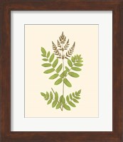 Framed 'Woodland Ferns VII' border=