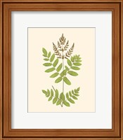 Framed 'Woodland Ferns VII' border=