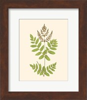 Framed 'Woodland Ferns VII' border=