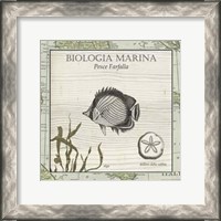 Framed Biologia Marina I