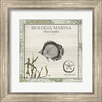 Framed Biologia Marina I