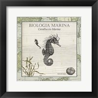 Framed Biologia Marina III