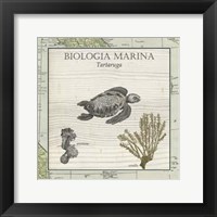 Biologia Marina IV Framed Print