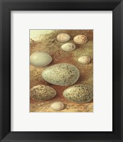 Framed Bird Egg Collection II