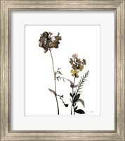 Framed Watermark Wildflowers V