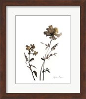 Framed Watermark Wildflowers VI