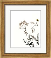 Framed Watermark Wildflowers IX