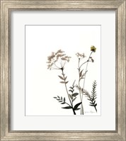 Framed Watermark Wildflowers IX