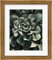 Framed Lunar Succulent I