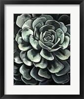 Framed Lunar Succulent II