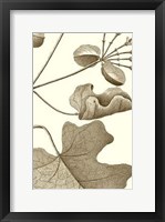 Framed Cropped Sepia Botanical I