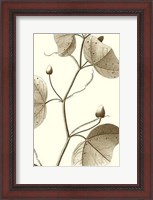 Framed Cropped Sepia Botanical IV
