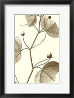 Framed Cropped Sepia Botanical IV