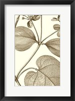 Framed Cropped Sepia Botanical V