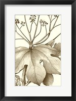 Framed Cropped Sepia Botanical VI