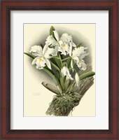 Framed Dramatic Orchid I