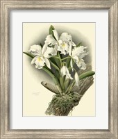 Framed Dramatic Orchid I