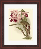 Framed Dramatic Orchid III
