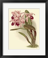 Framed Dramatic Orchid III