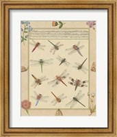 Framed Dragonfly Manuscript I