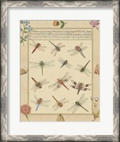Framed Dragonfly Manuscript I
