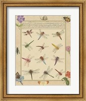 Framed Dragonfly Manuscript II