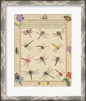 Framed Dragonfly Manuscript II