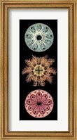 Framed Kaleidoscope Anemone I