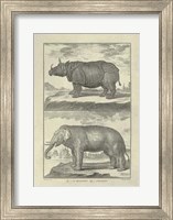 Framed Elephant Rhino