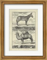 Framed Zebra Camel