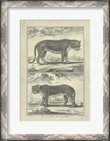 Framed Panther Leopard