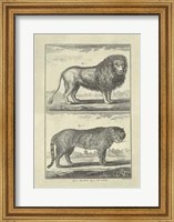 Framed Lion Tiger