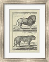 Framed Lion Tiger