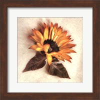 Framed Sand Sunflower