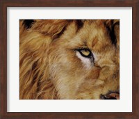 Framed Eye of the Lion