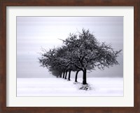 Framed Winter Tree Line I