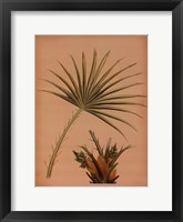 Framed Palm Frond I