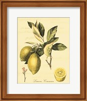 Framed 'Petite Tuscan Fruits II' border=