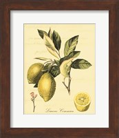 Framed 'Petite Tuscan Fruits II' border=