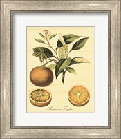 Framed 'Petite Tuscan Fruits III' border=