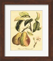 Framed 'Petite Tuscan Fruits IV' border=