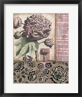 Cottage Rose I Framed Print