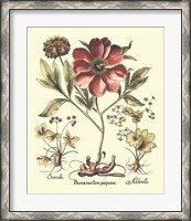Framed Framboise Floral I