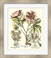 Framed Framboise Floral II