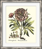 Framed Framboise Floral III
