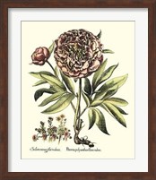 Framed Framboise Floral III