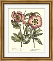 Framed Framboise Floral IV