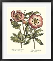 Framed Framboise Floral IV