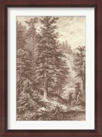 Framed Sepia Noble Fir