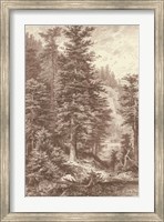 Framed Sepia Noble Fir